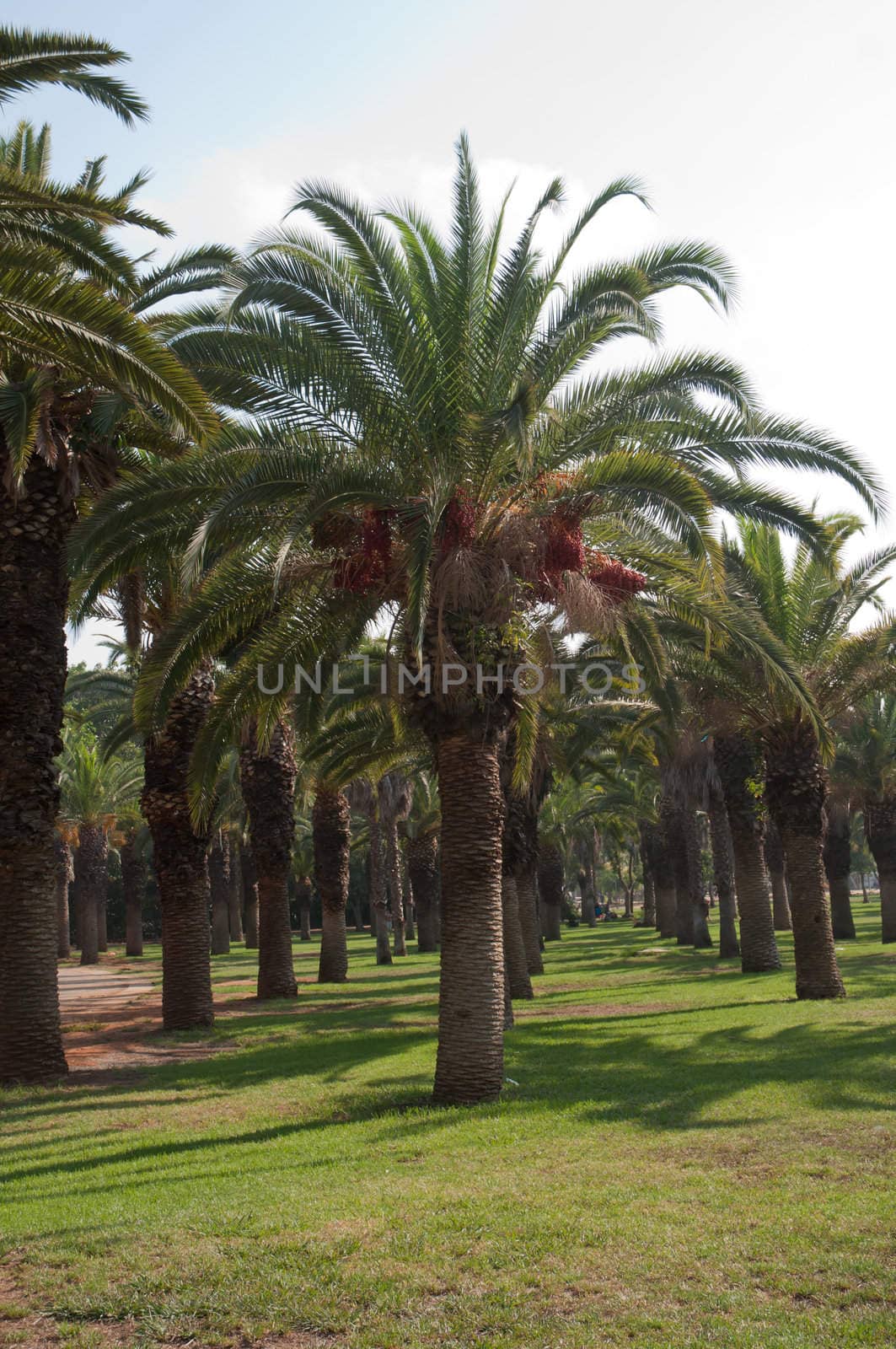 Palm trees . by karasikvitaliy