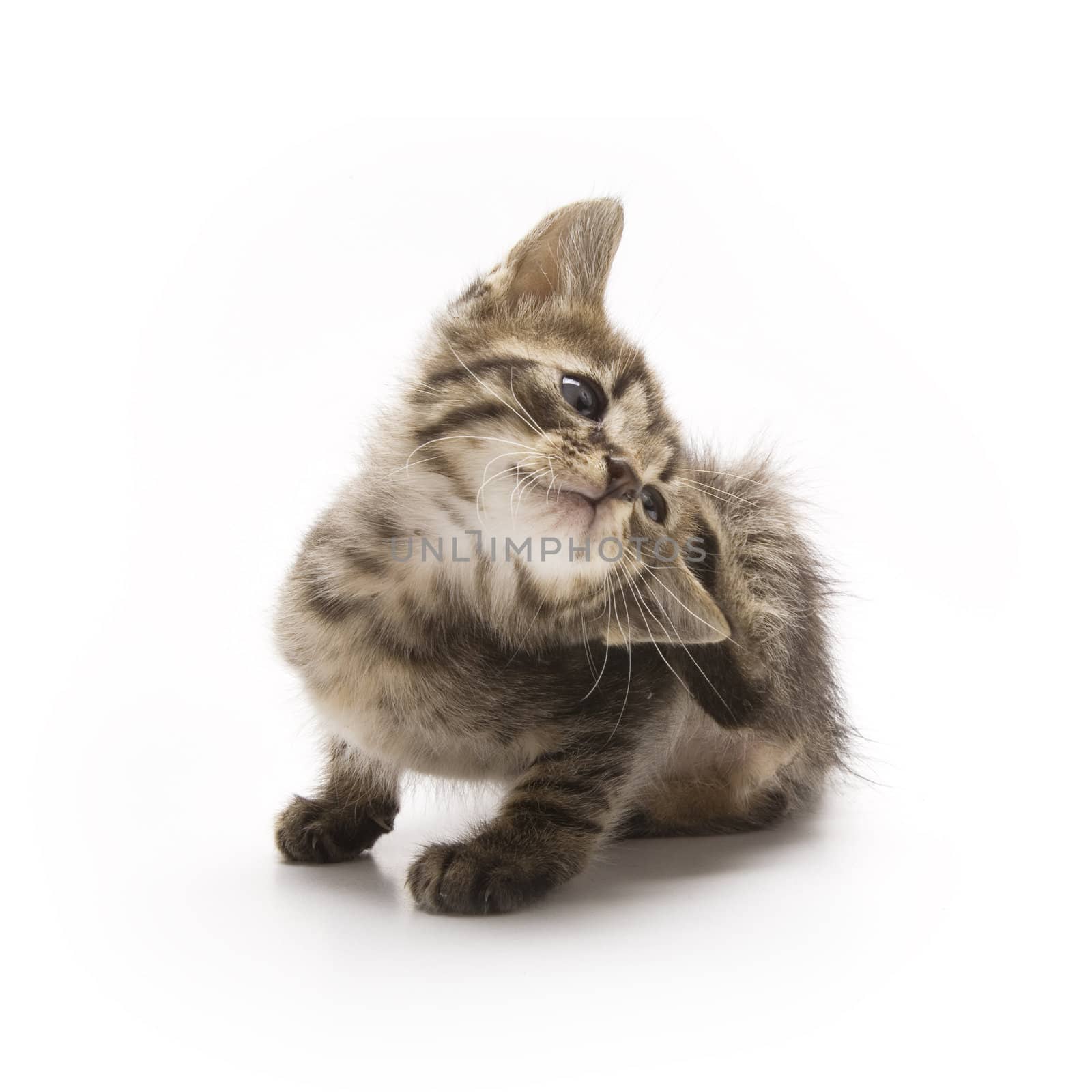 Cute kitten on white background