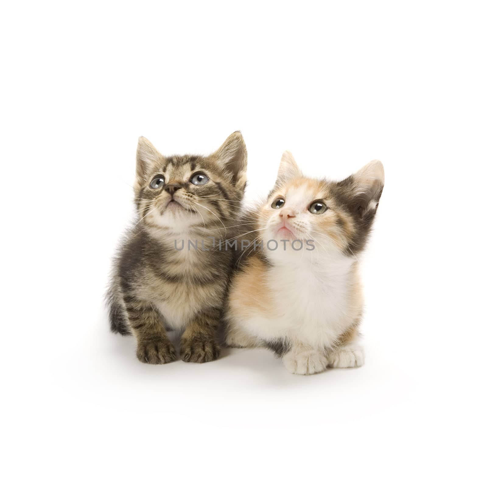 Kittens by stefan_andronache