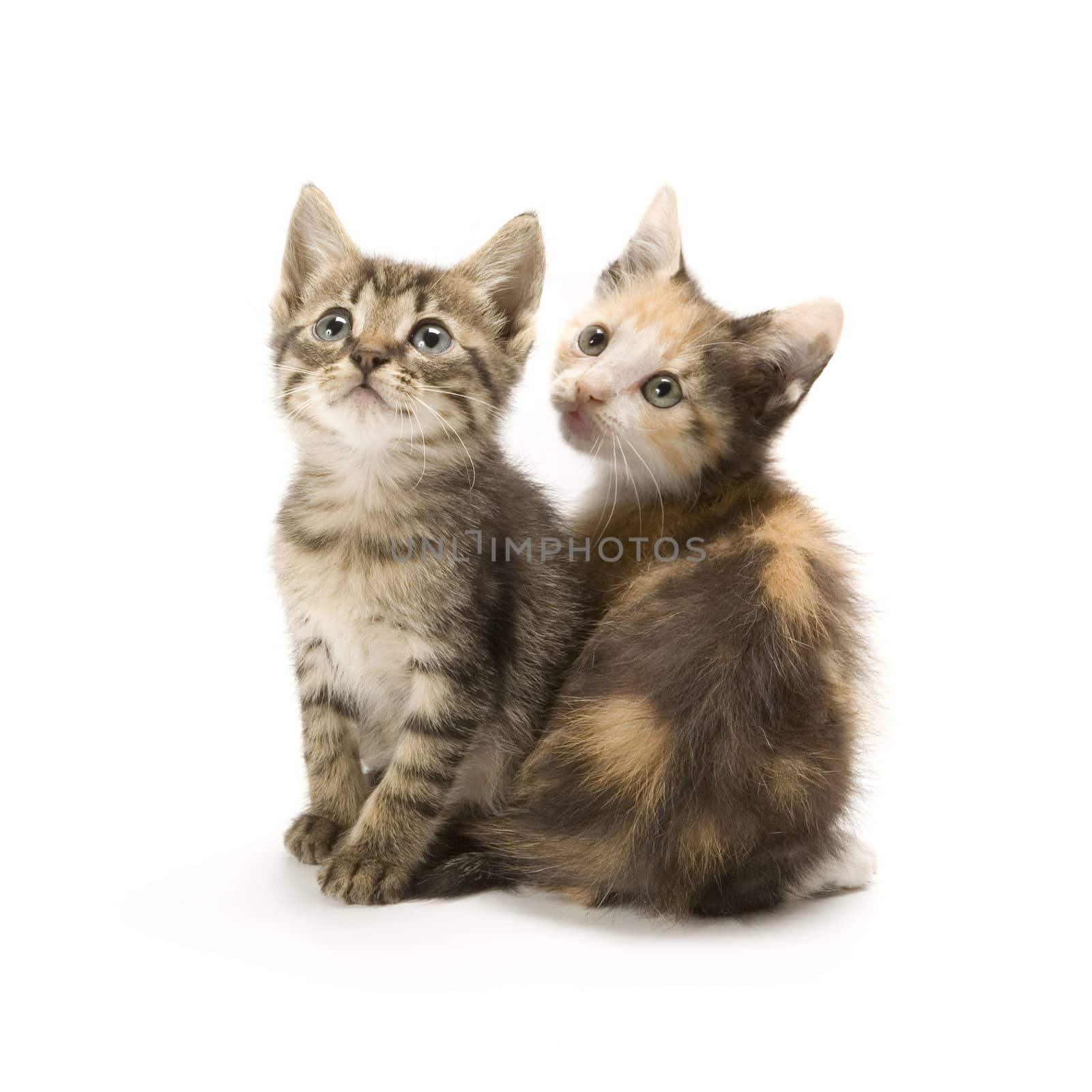 Kittens by stefan_andronache