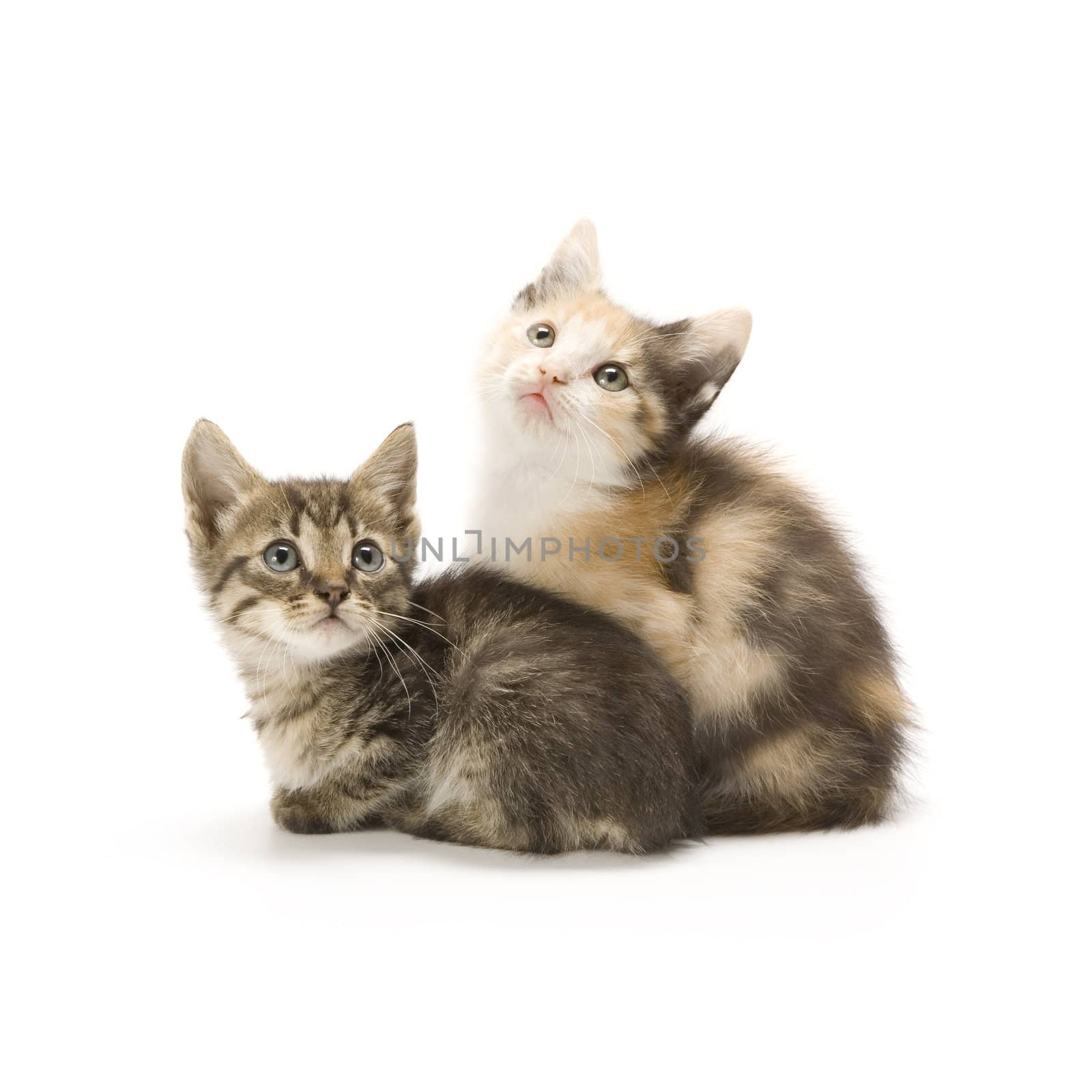 Kittens by stefan_andronache