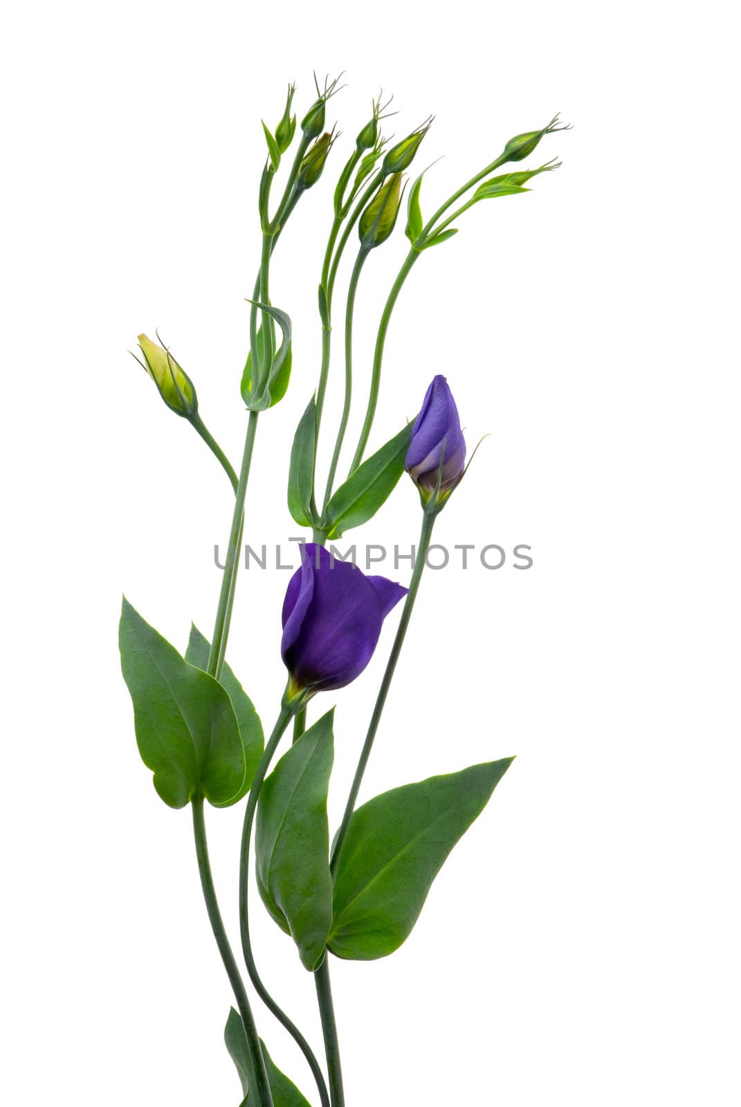 Beautiful violet flower isolated on white.