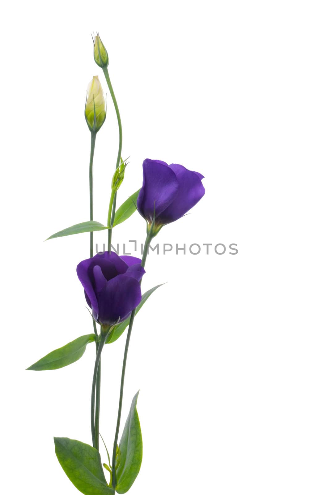 Beautiful violet flower isolated on white.