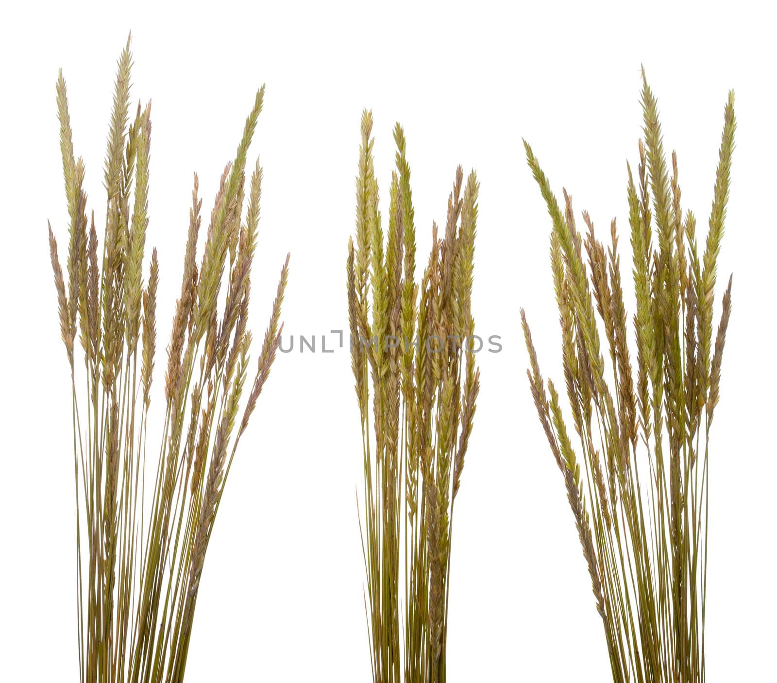 Beach grass (Ammophila arenaria) against white background.