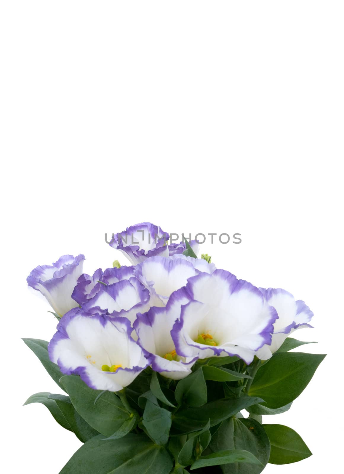 Beautiful violet flower isolated on white.