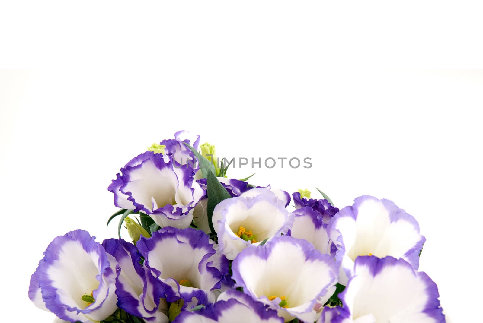 Beautiful violet flower isolated on white.