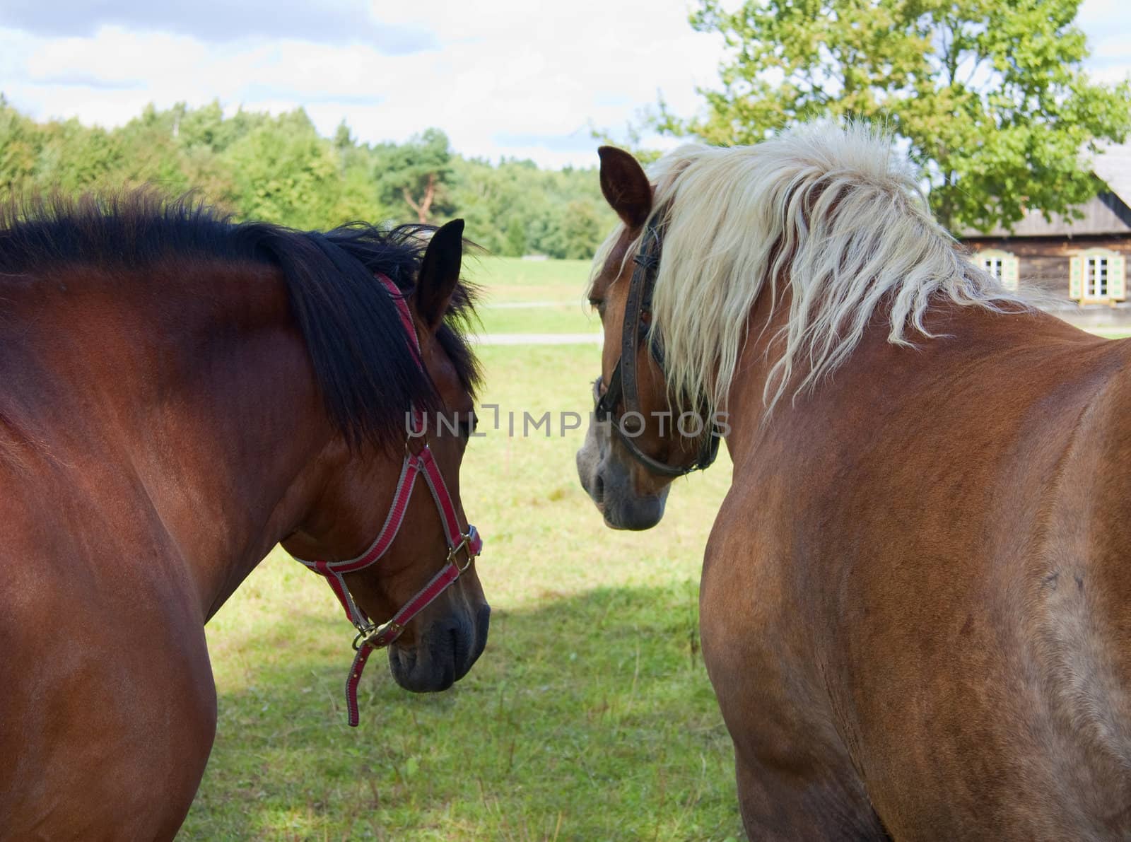 horsesl in a meadow by aleksaskv