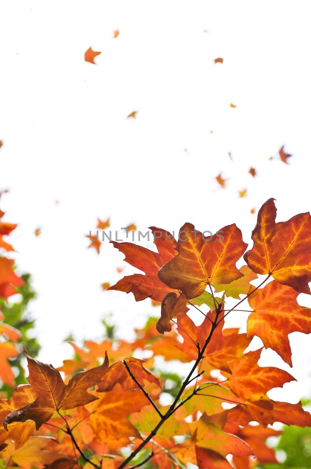 Fall maple leaves background by elenathewise