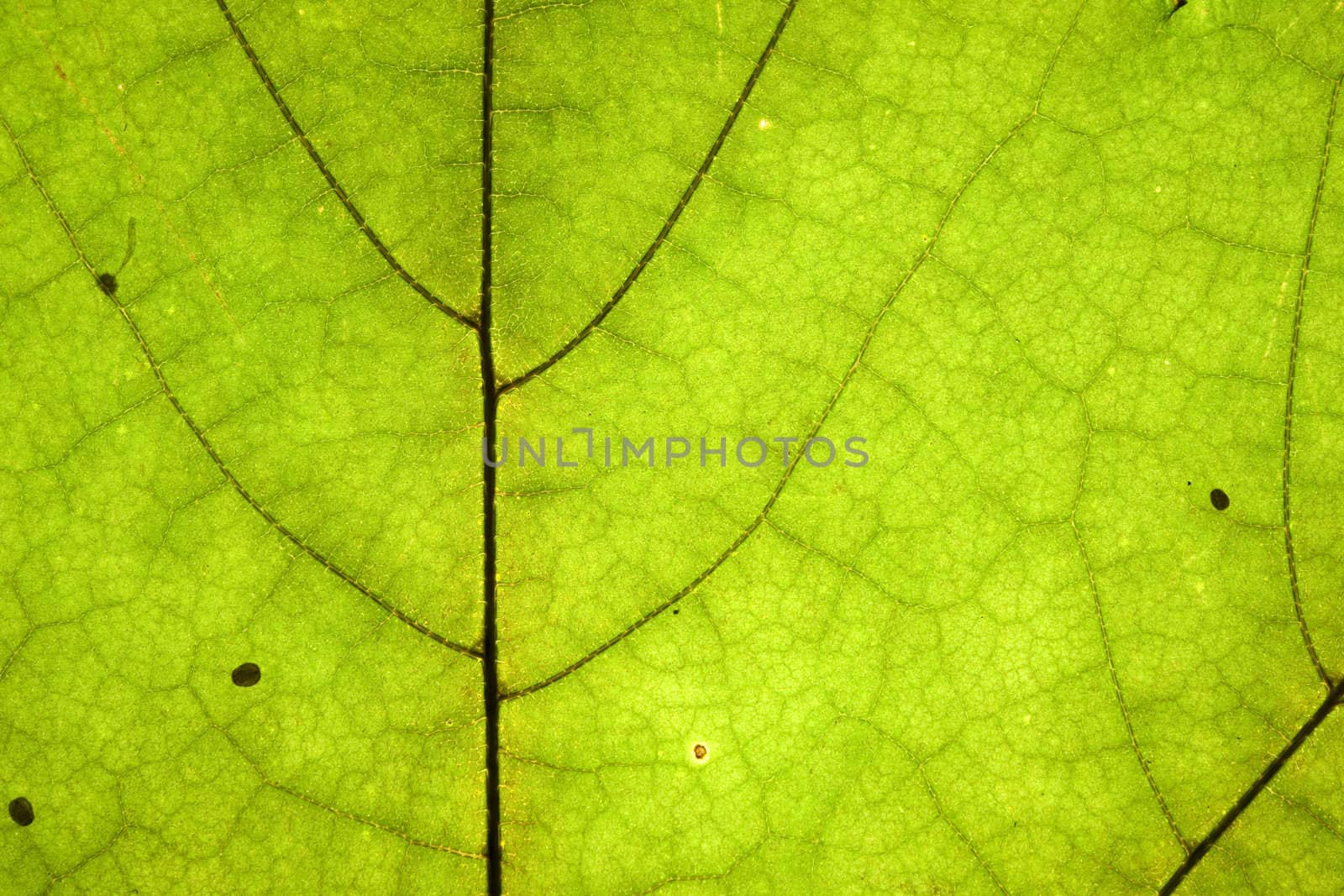 green dry leaf detail texture 