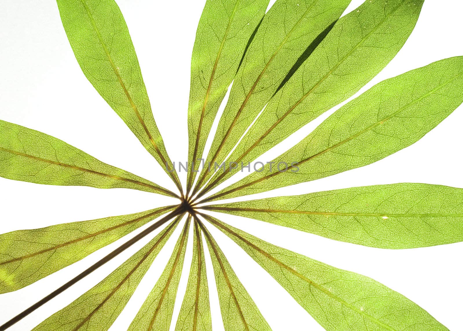 green dry leaf over white background 