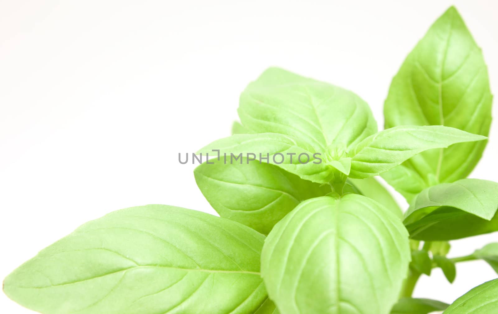Fresh green mint leaves by Arsen