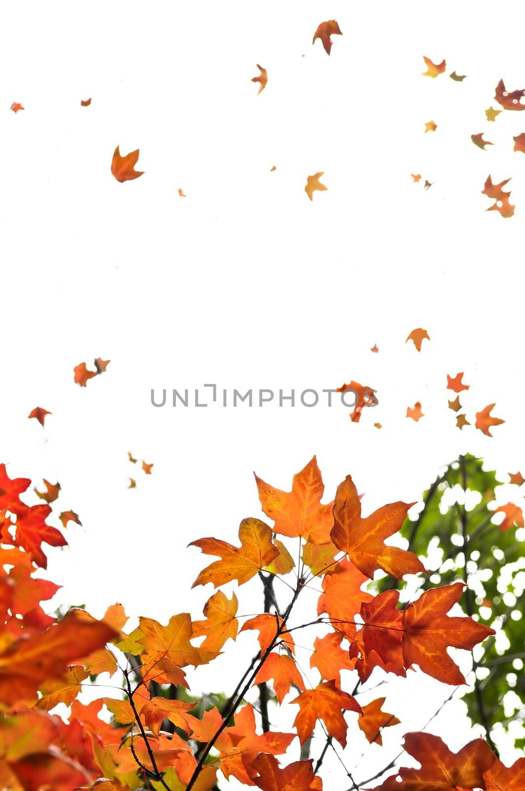 Fall maple leaves background by elenathewise