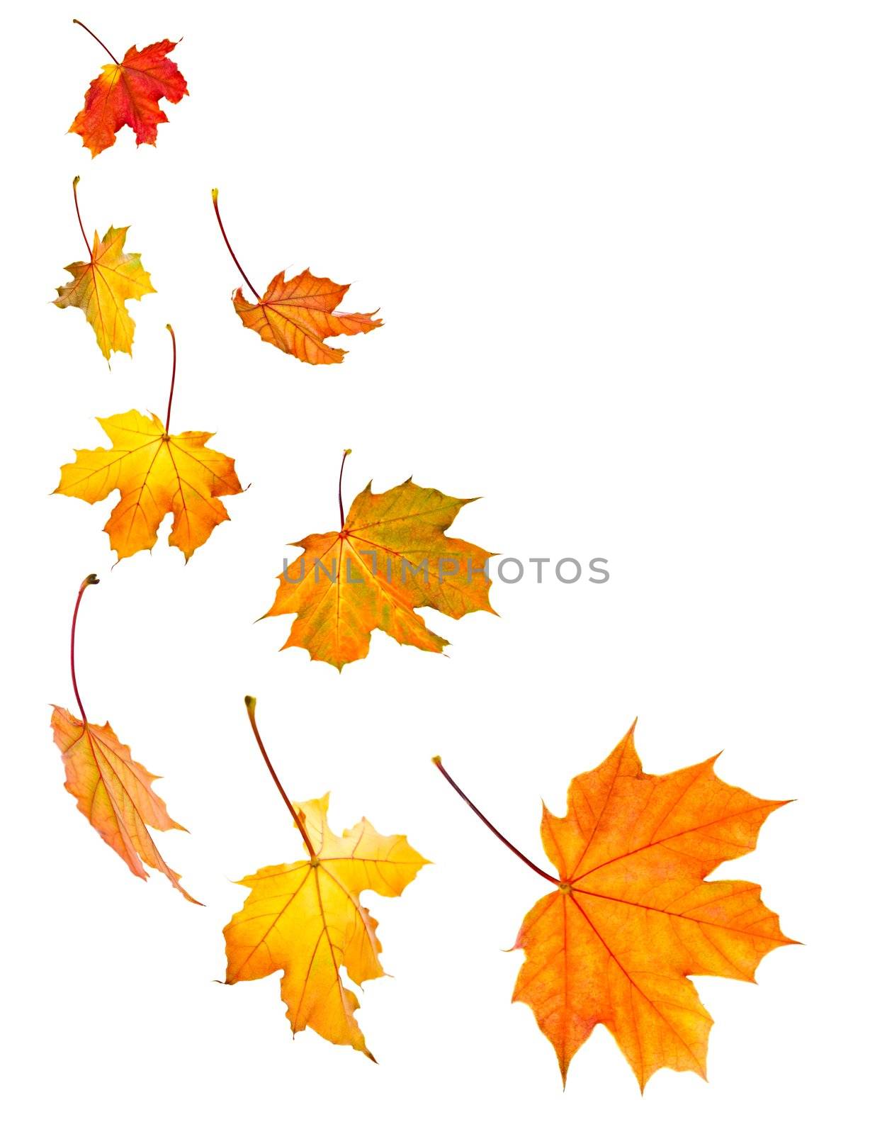 Background of fall maple leaves isolated on white