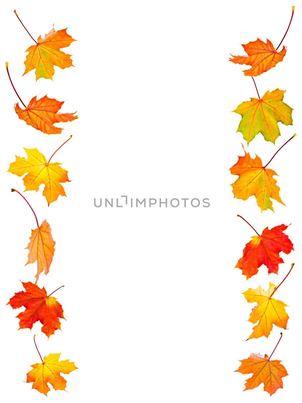 Background of fall maple leaves isolated on white