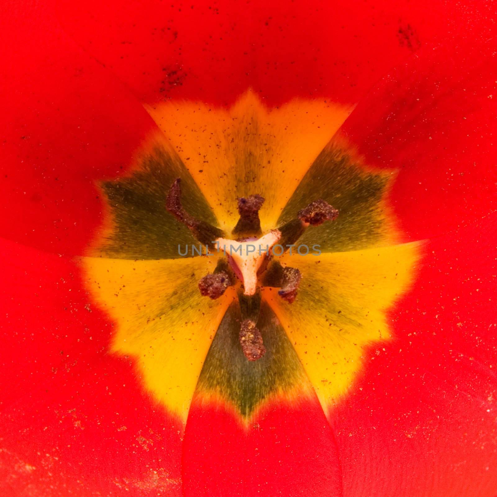 Red tulip detail