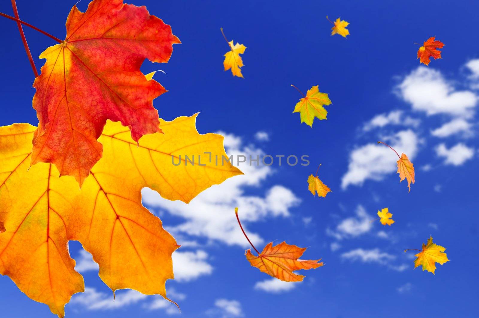 Fall maple leaves falling on blue sky background