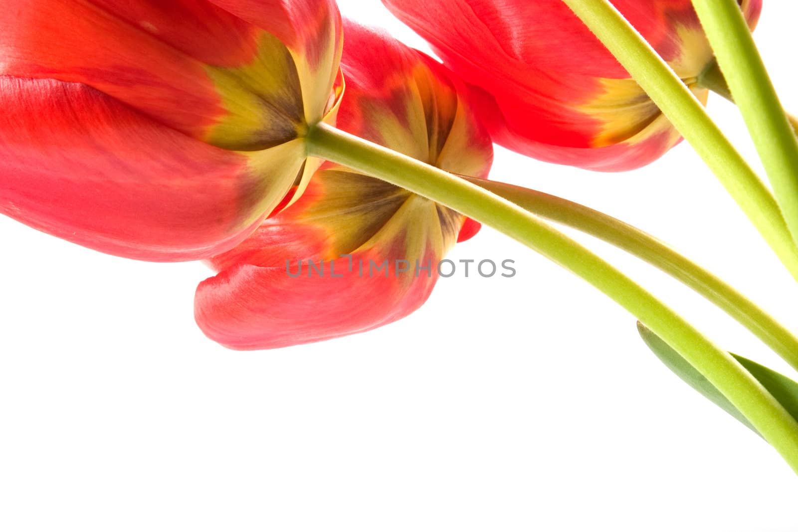 Red tulips by stefan_andronache