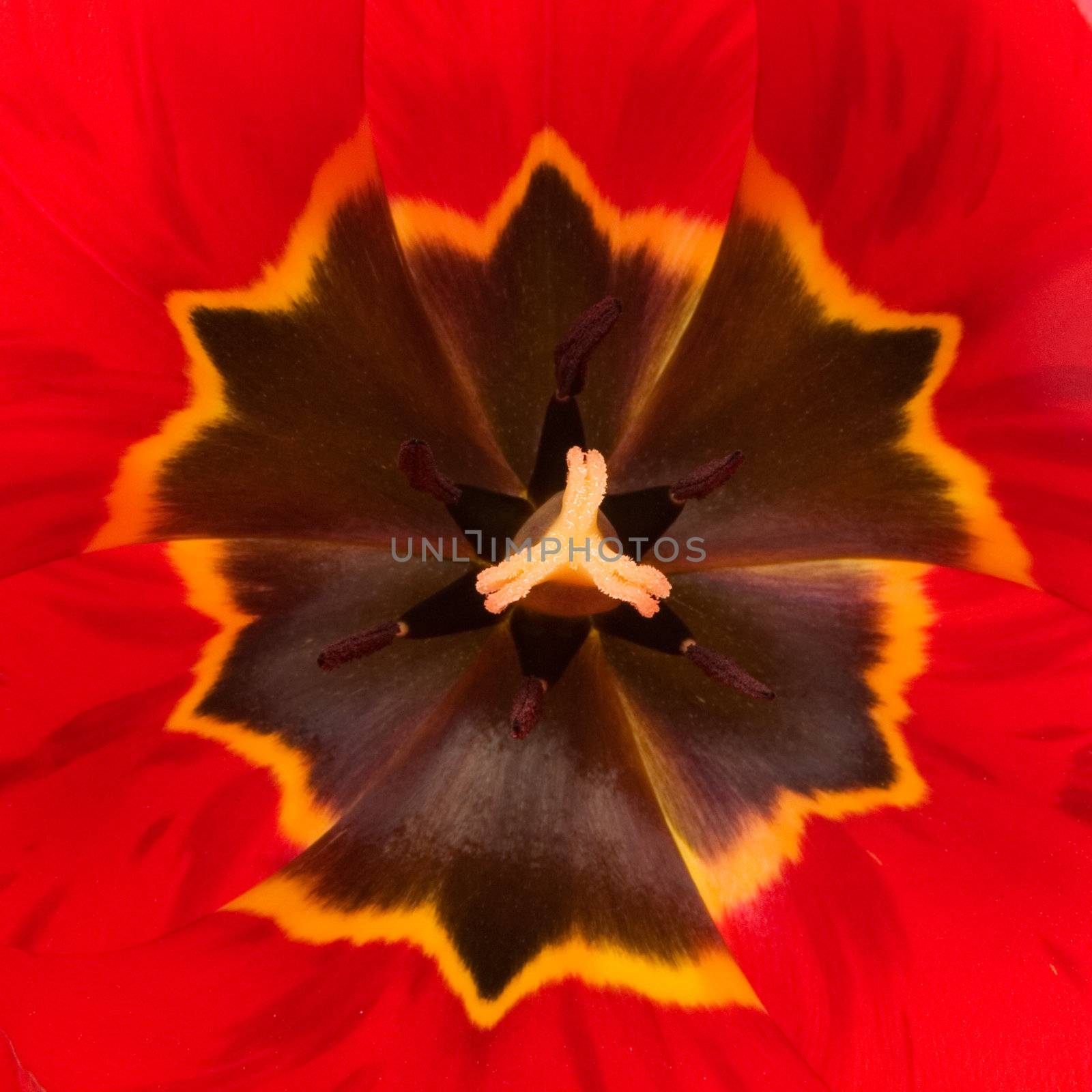 Red tulip detail