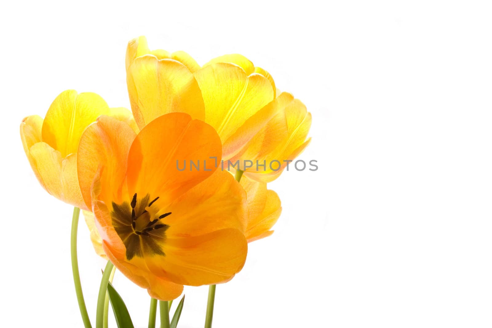 Yellow tulips on white background