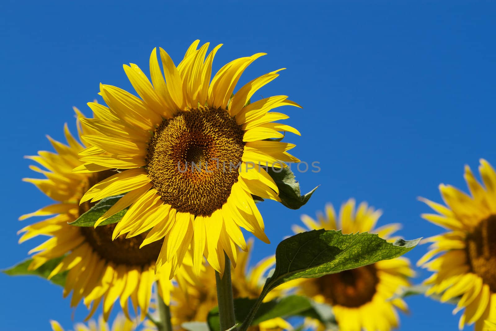 Sun Flower blue Sky by bobkeenan