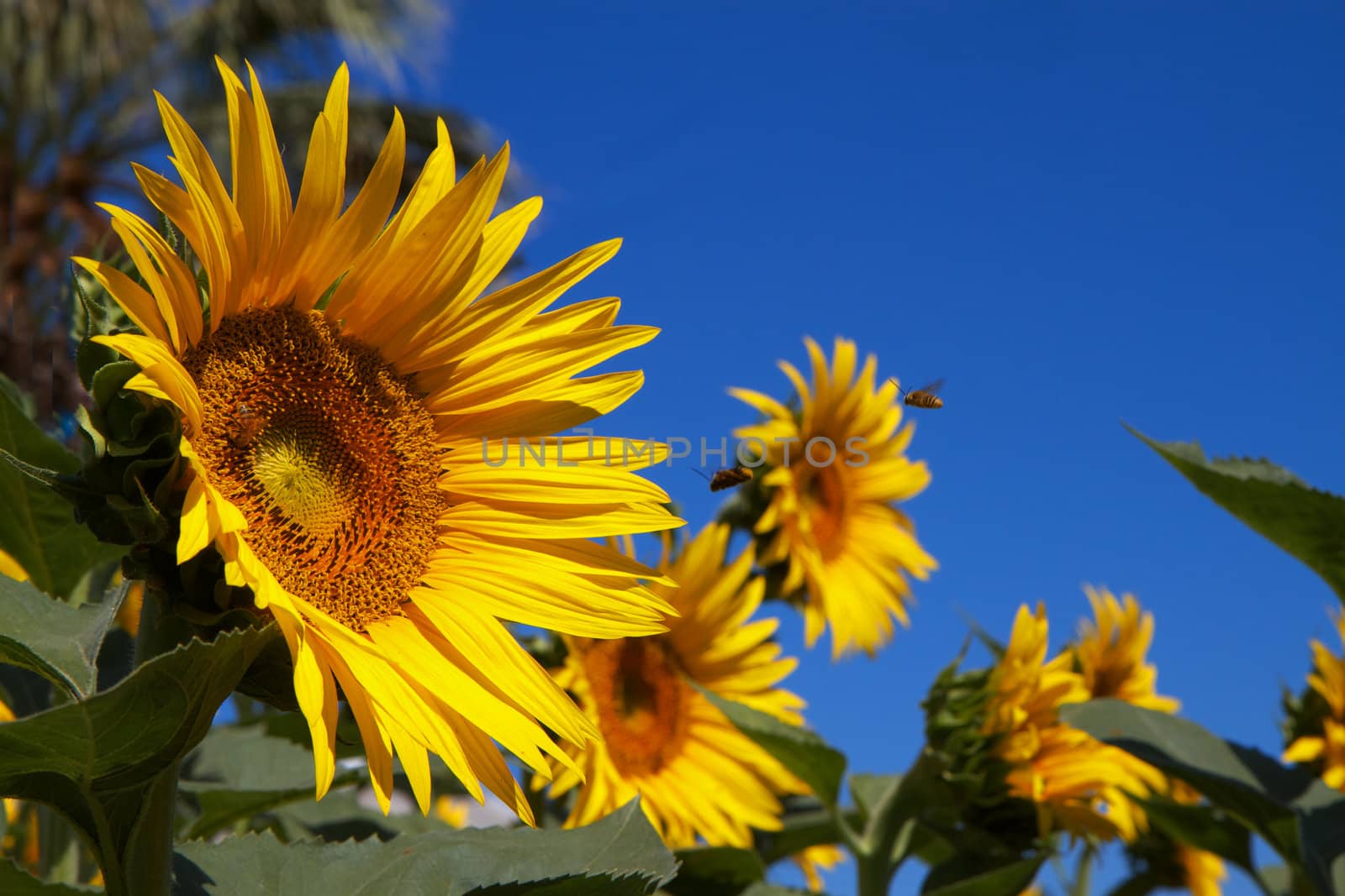 Several sunflowers with single in focus against blue sky with bees