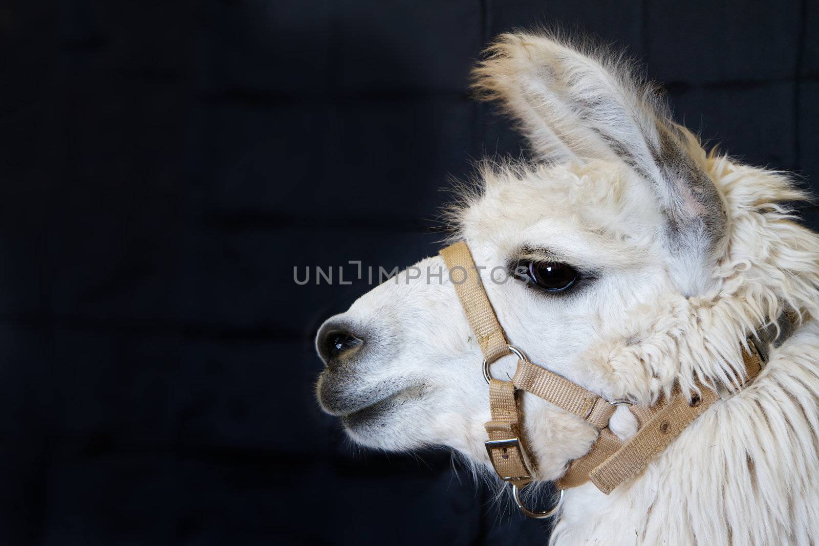 Profile of a harnessed white Alpaca head against a dark background