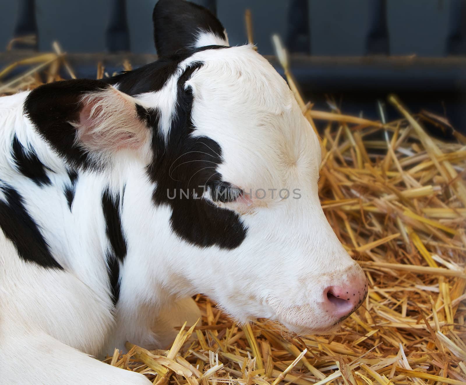 Black and white spotted young cow calf in hay