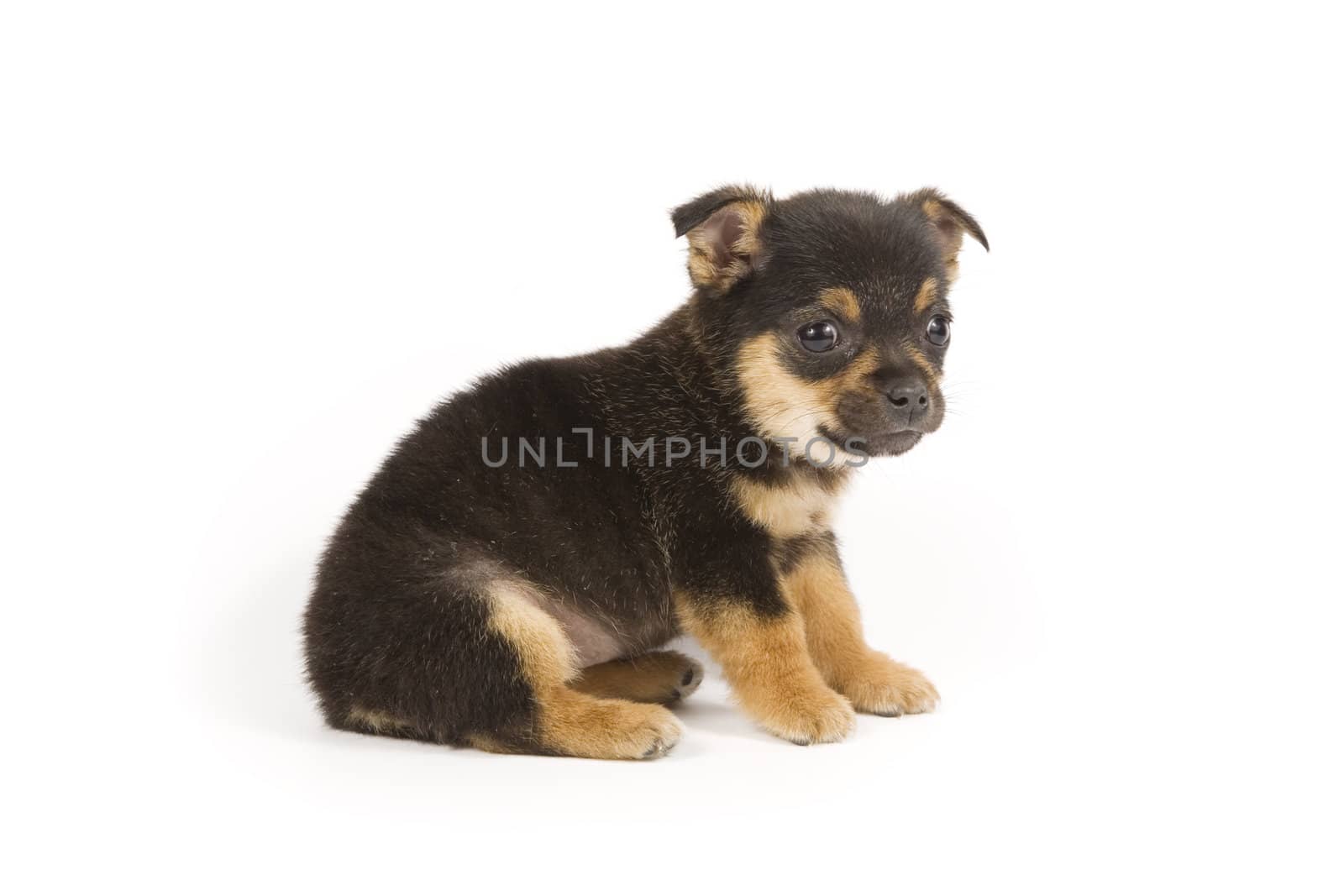 Cute little dog an a white background