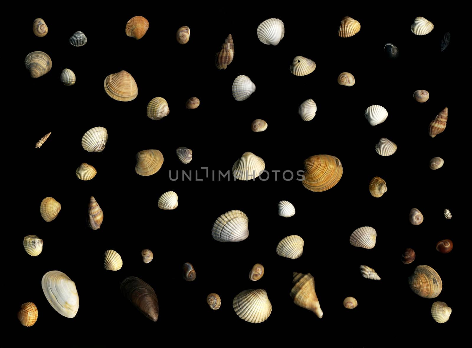 Various shells on black background