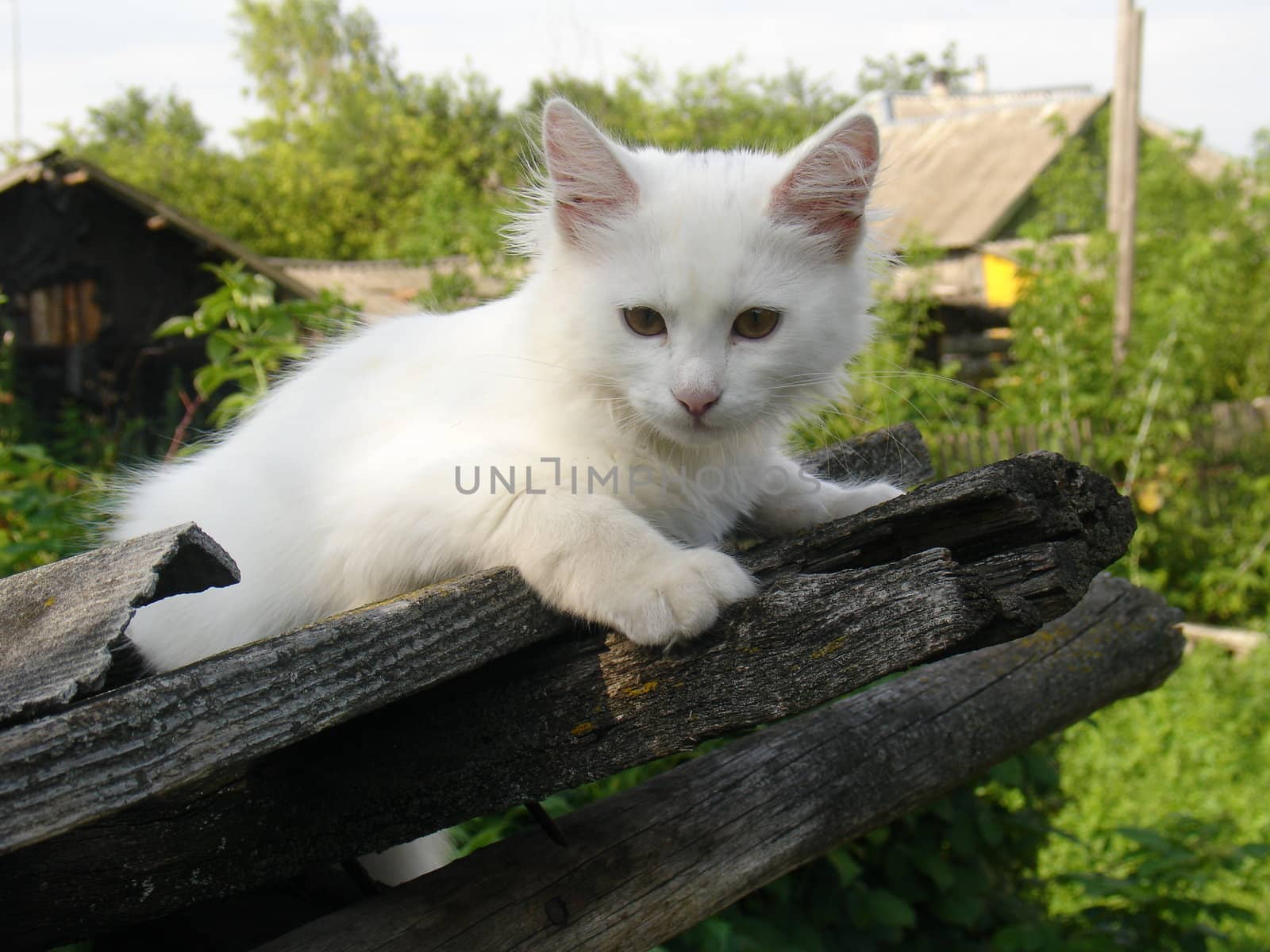 White little cat