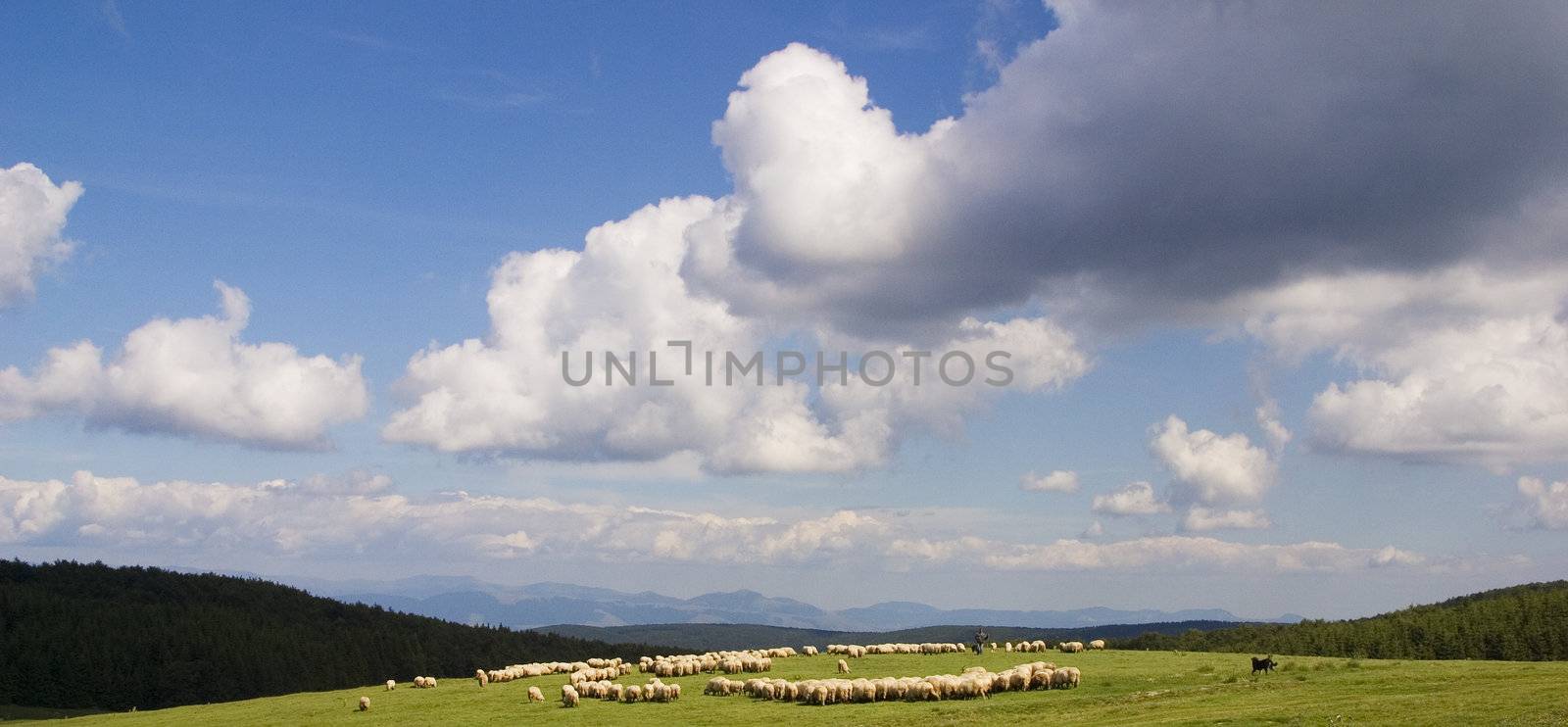 Sheep in a beautiful landscape