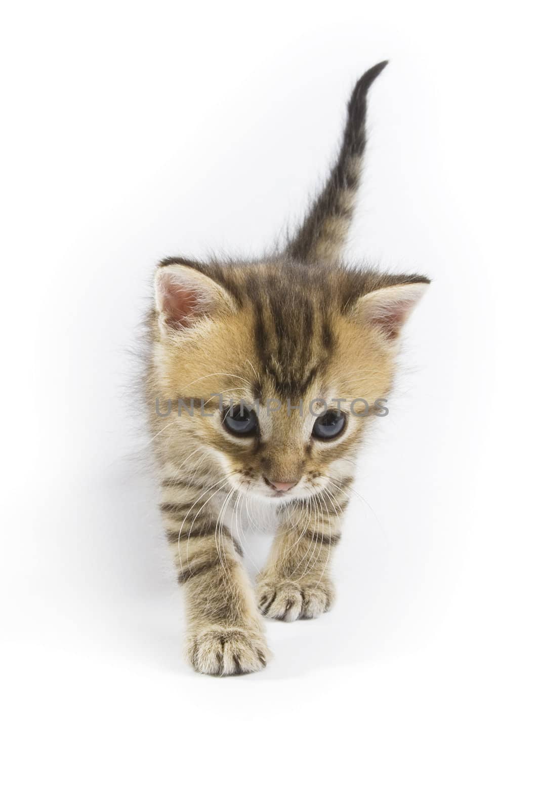 Cute kitten on white background