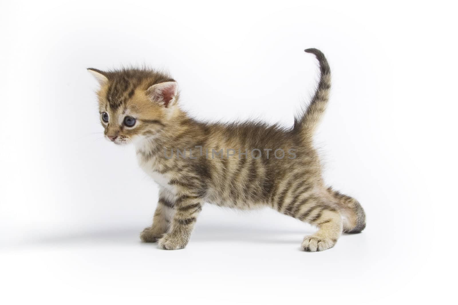 Cute kitten on white background