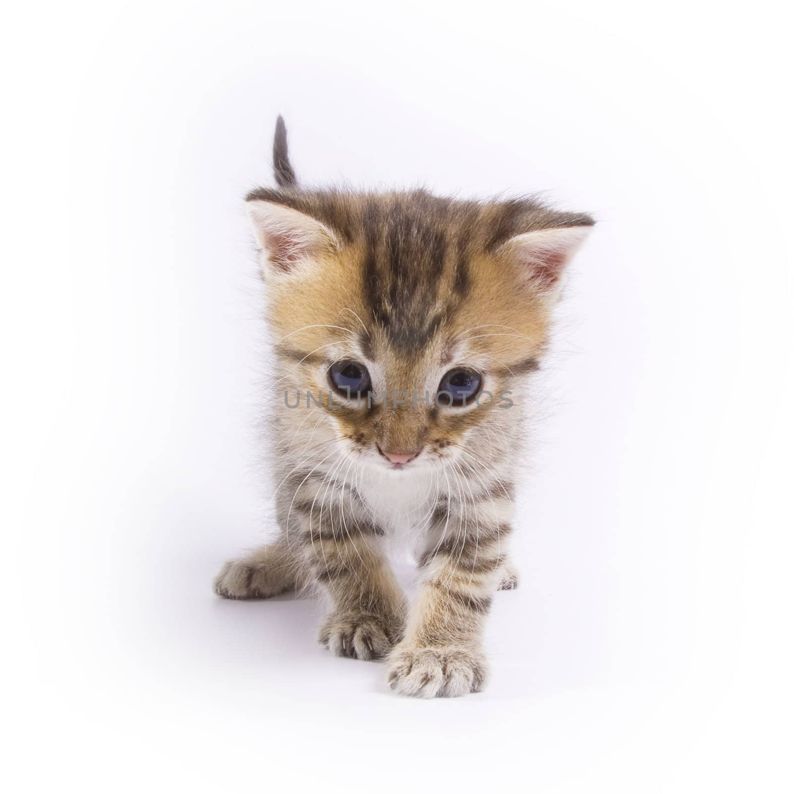 Cute kitten on white background