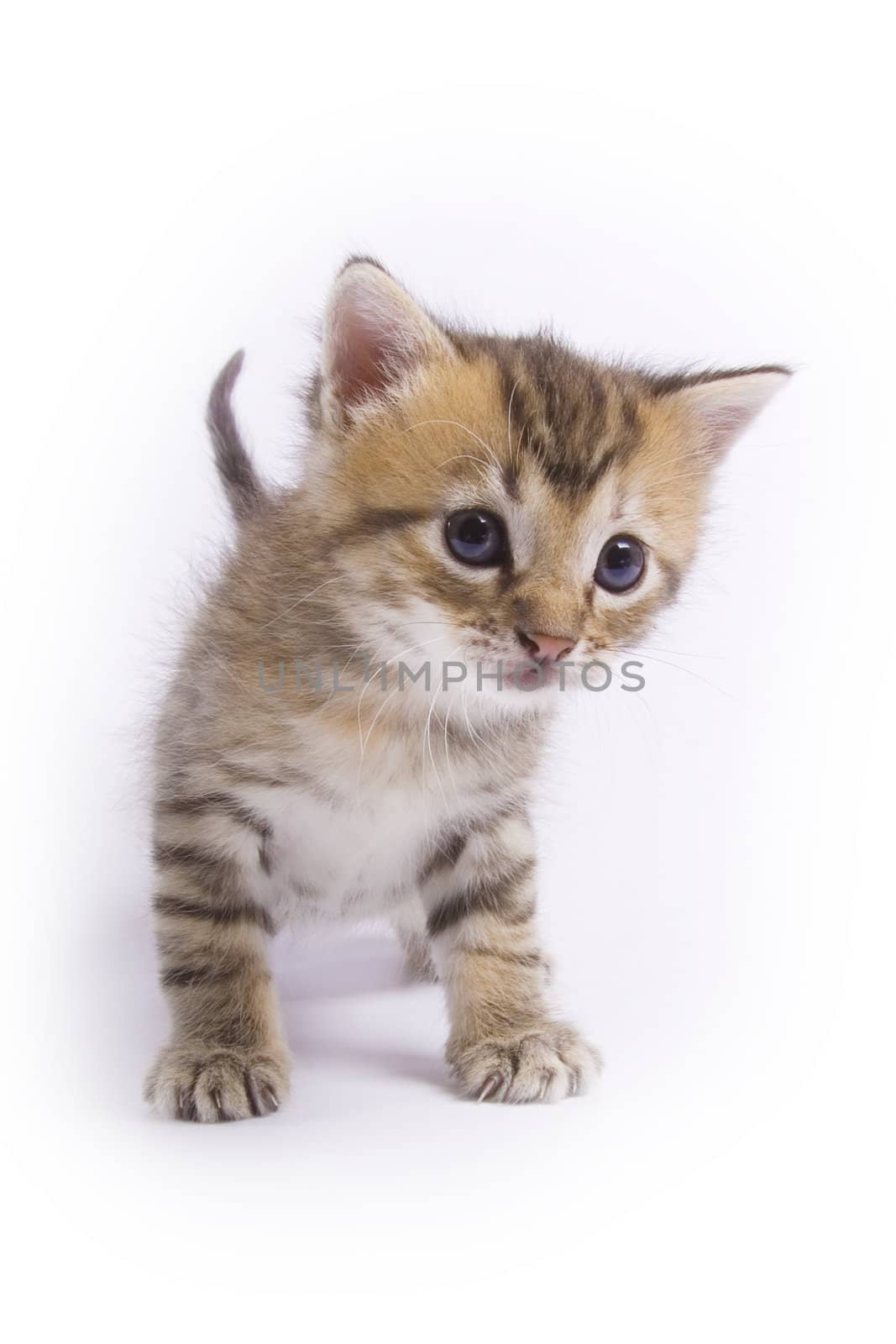 Cute kitten on white background