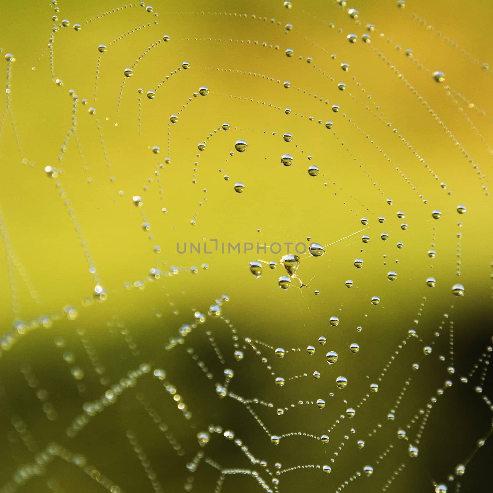 Spiders web