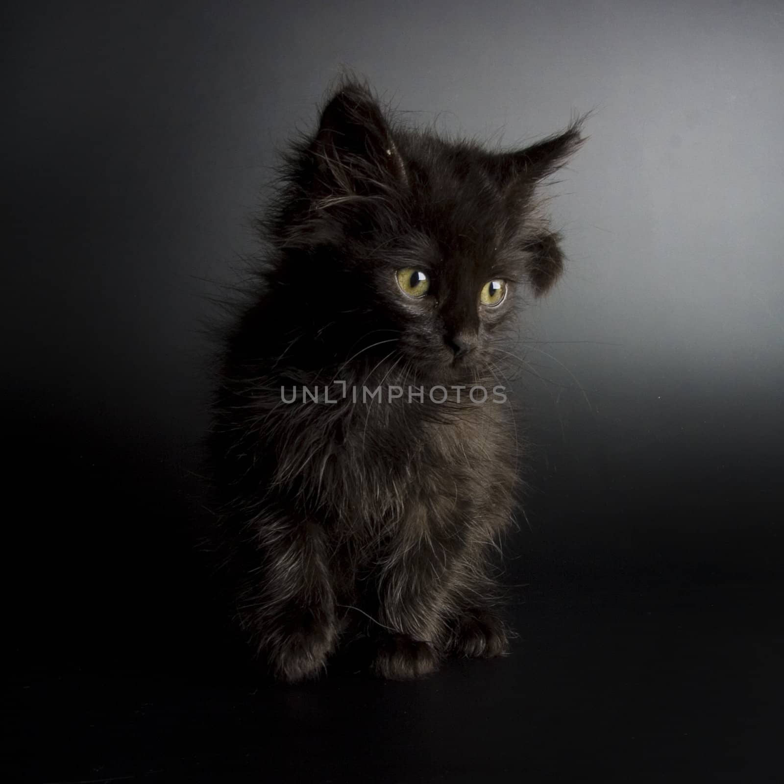 Cute black kitten on black background