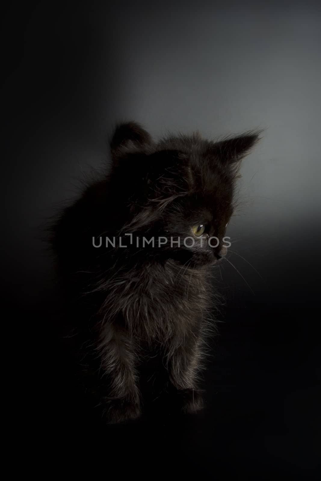 Cute black kitten on black background