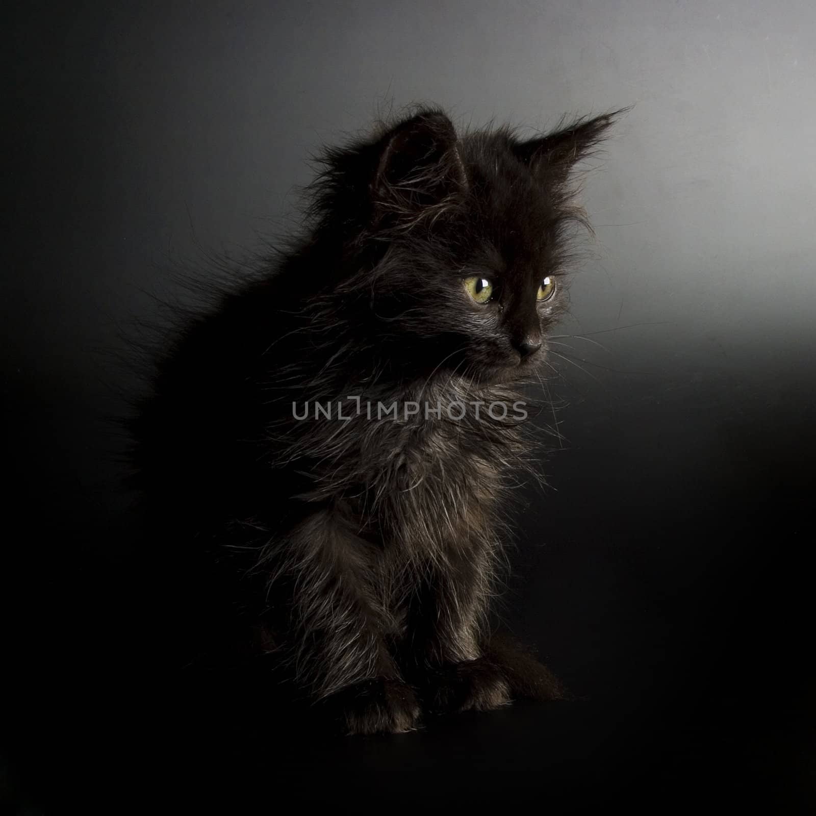 Cute black kitten on black background