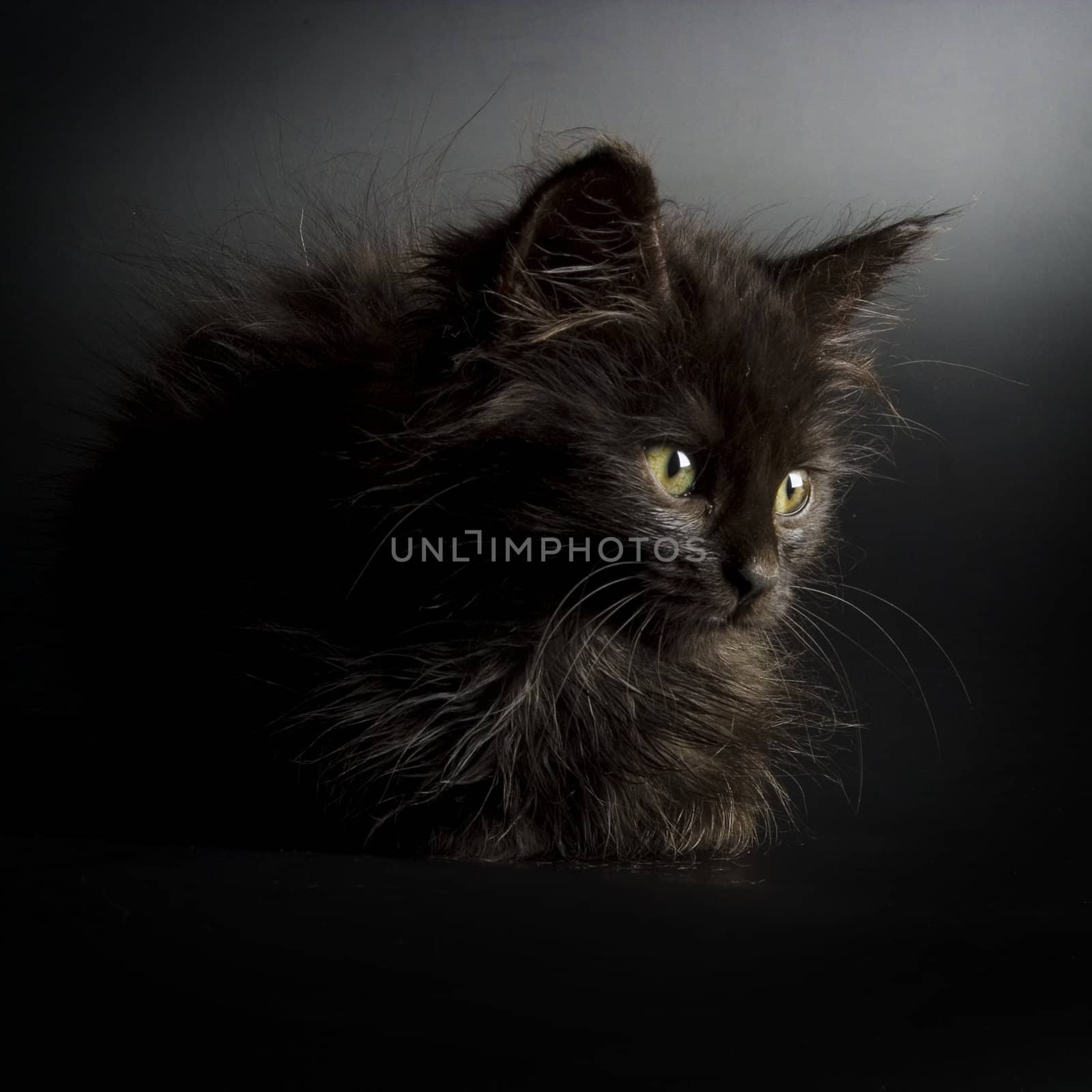 Cute black kitten on black background
