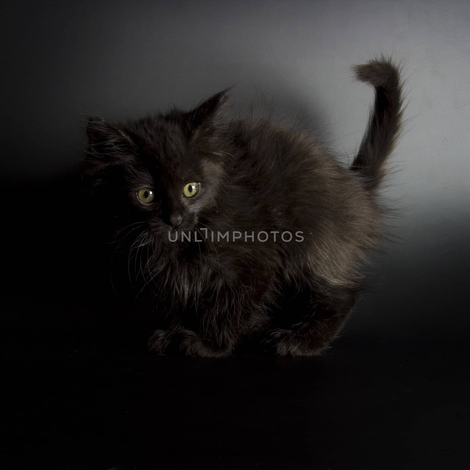 Cute black kitten on black background