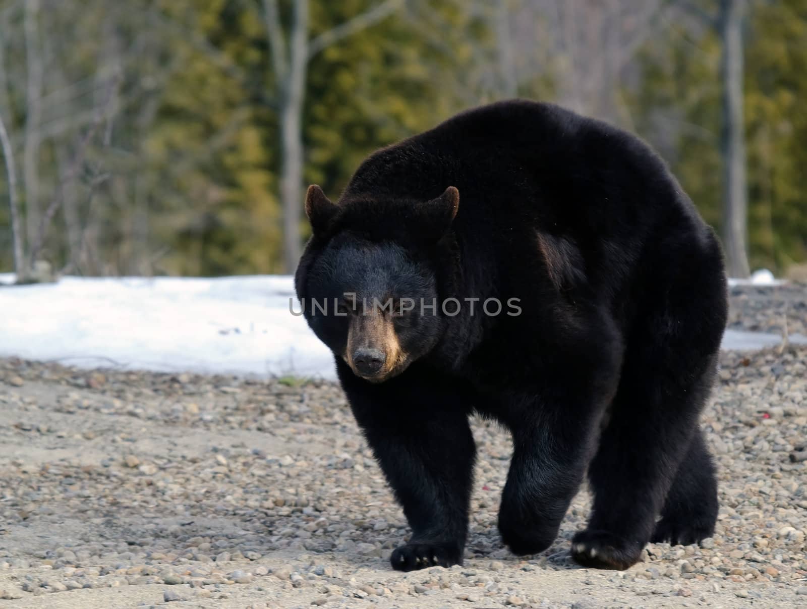Black bear by nialat