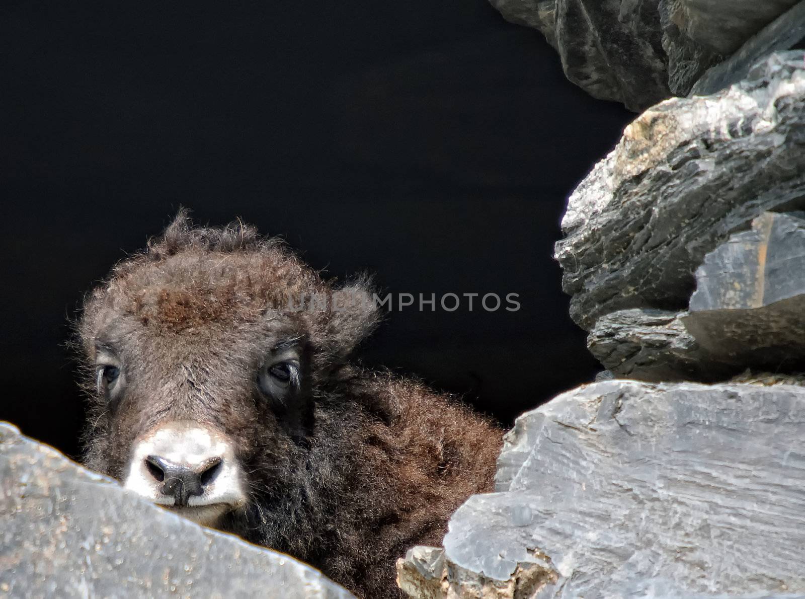Picture of a baby yak trying to hide behind some rocks