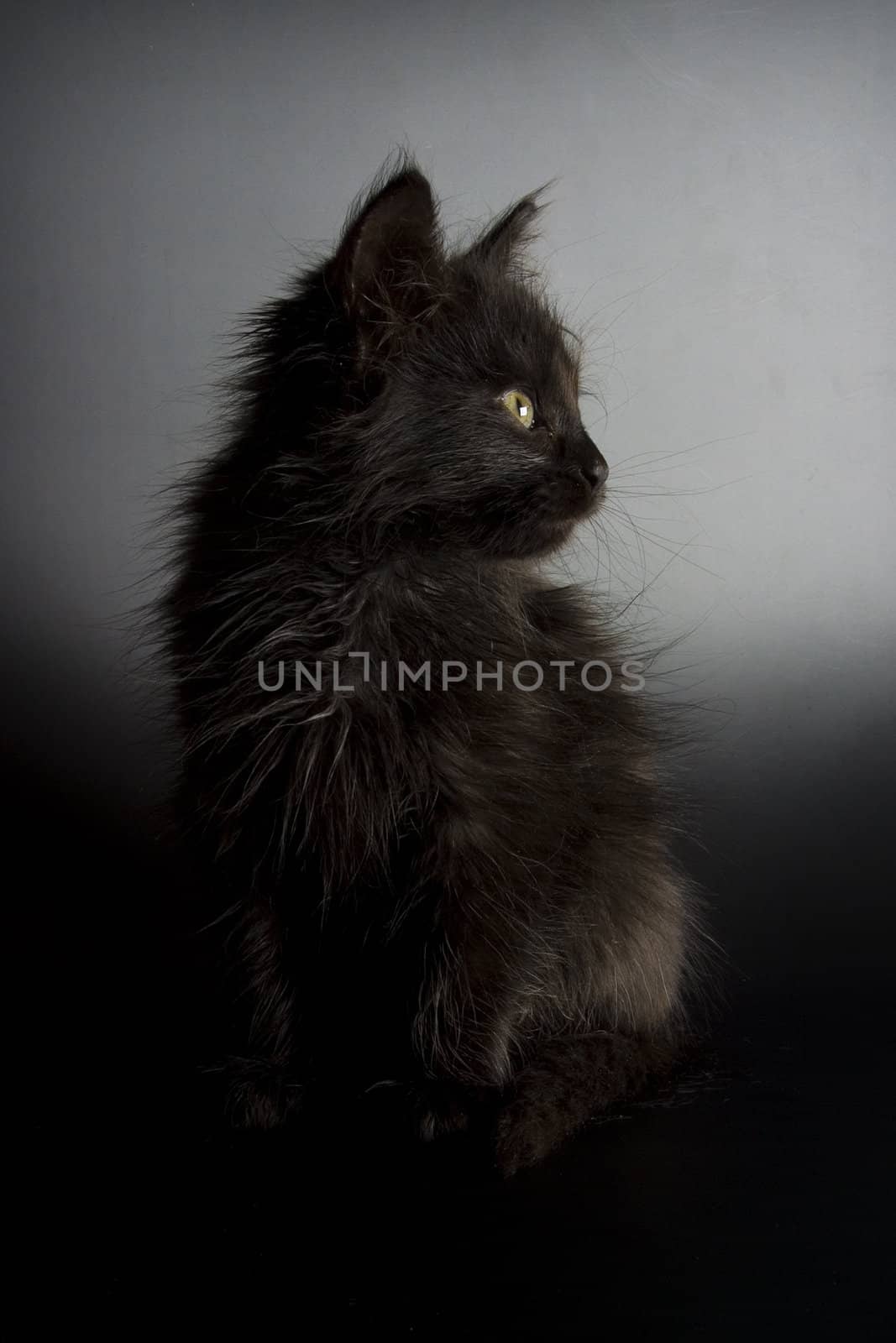 Cute black kitten on black background