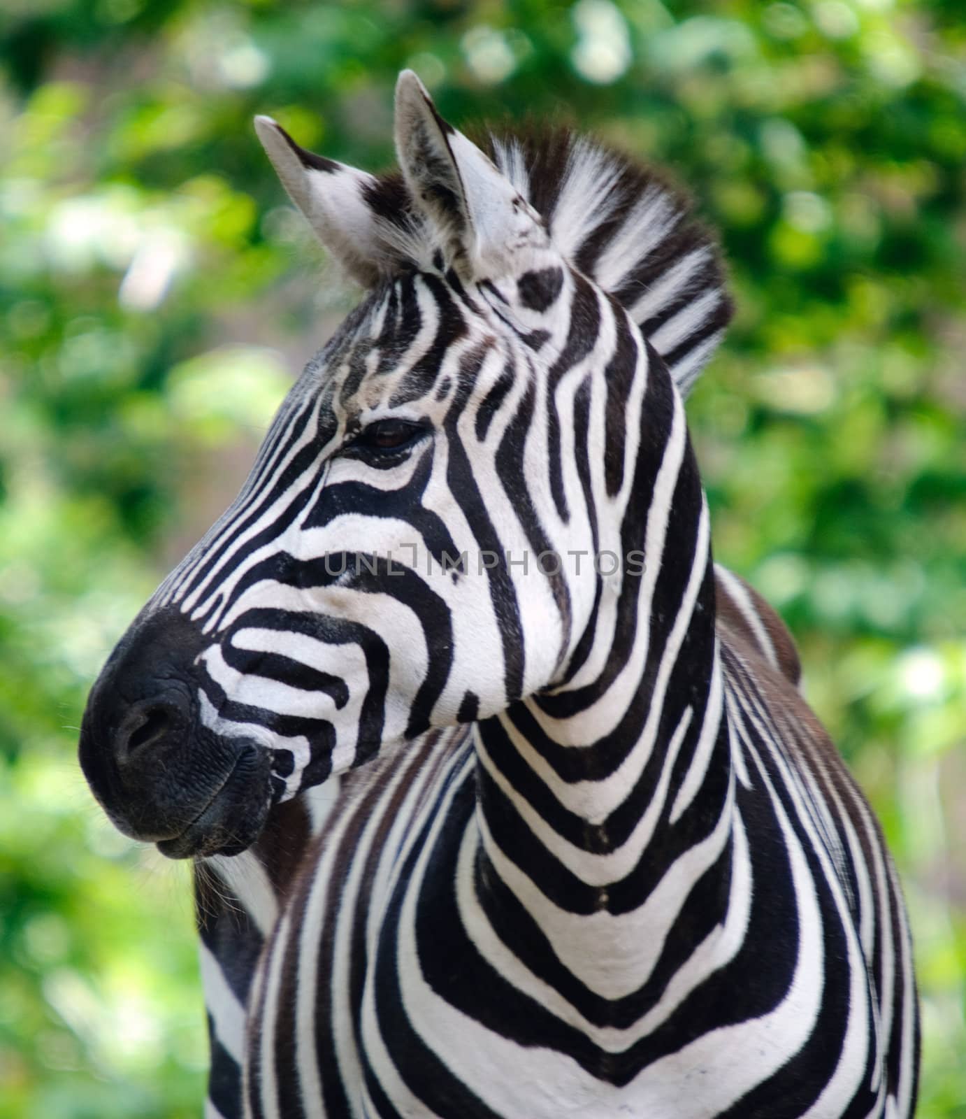 Zebra by nialat