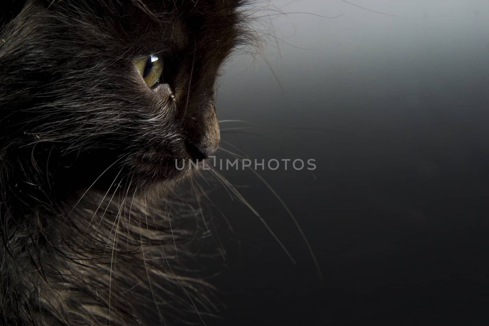 Cute black kitten on black background