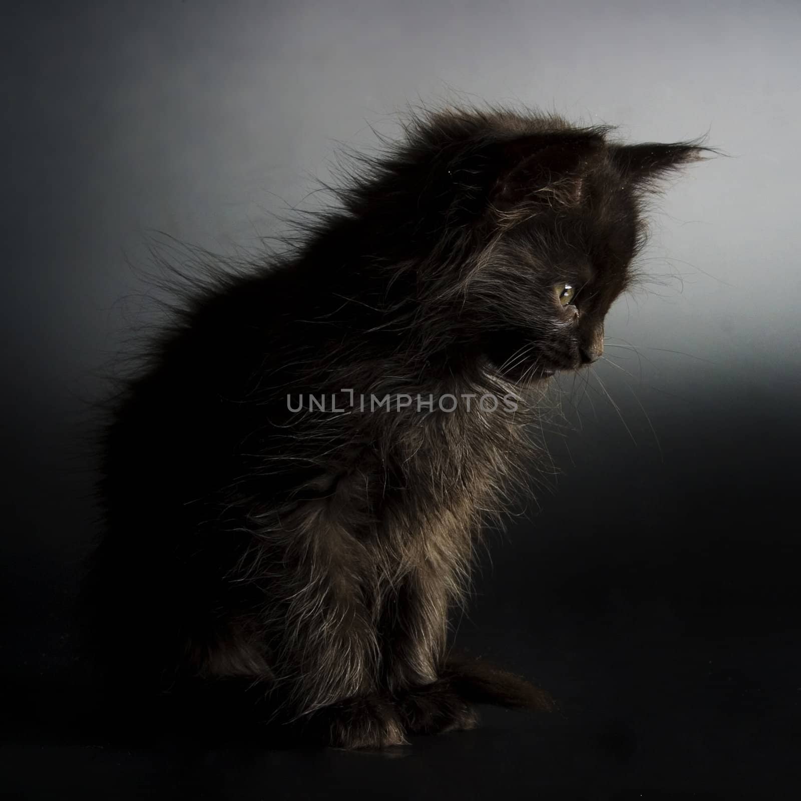 Cute black kitten on black background