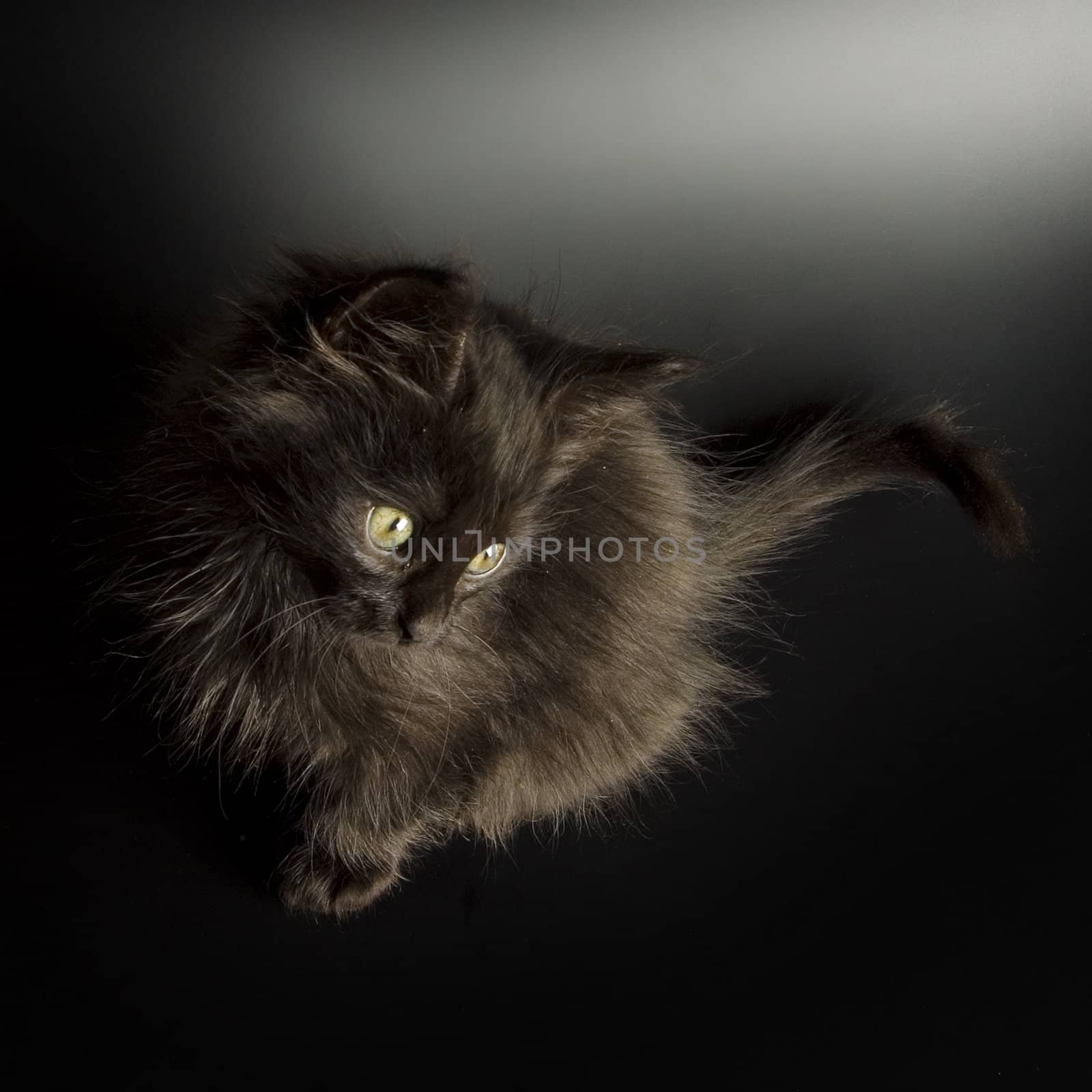 Cute black kitten on black background
