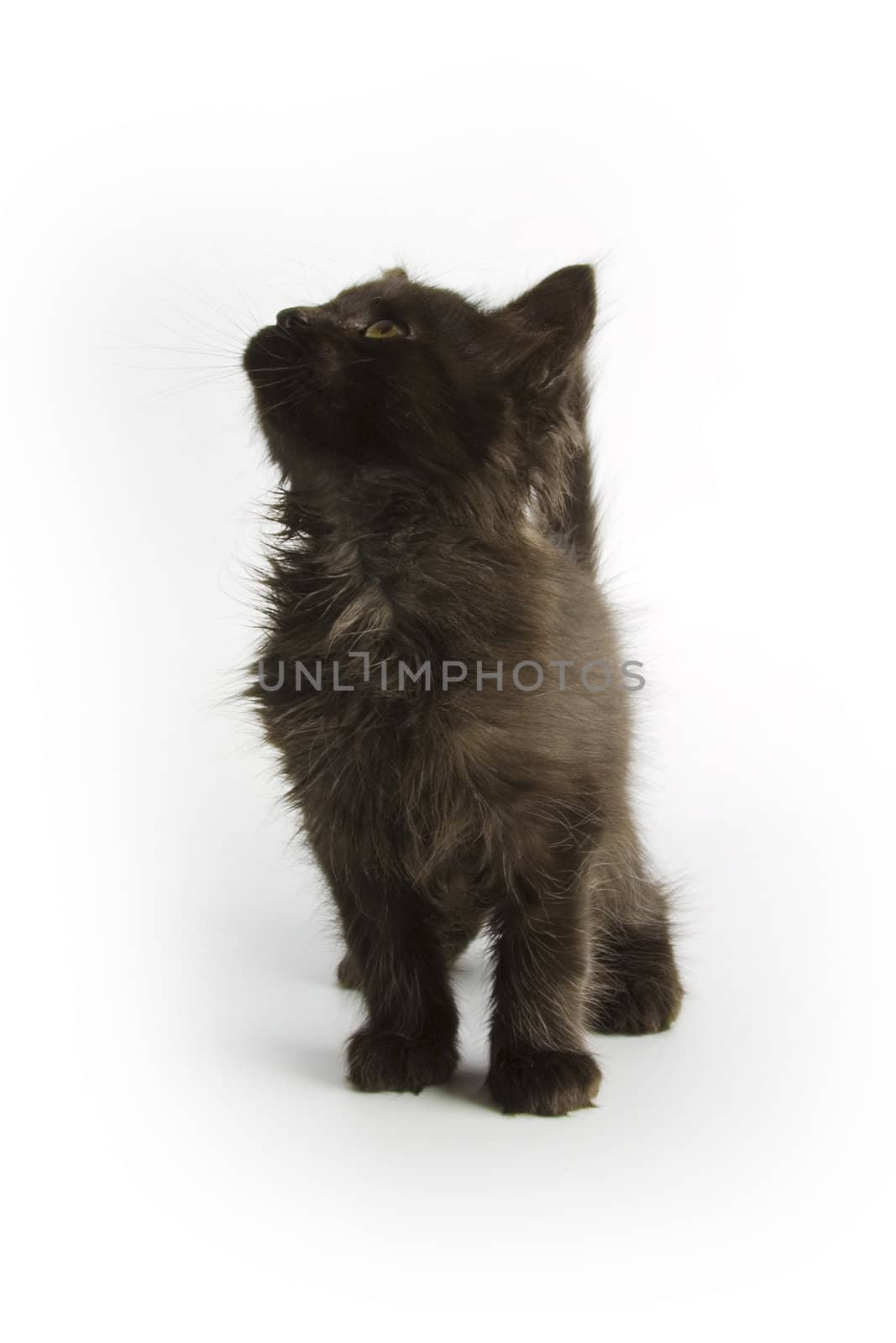 Black kitten on white background