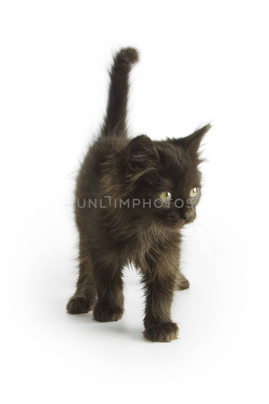 Black kitten on white background